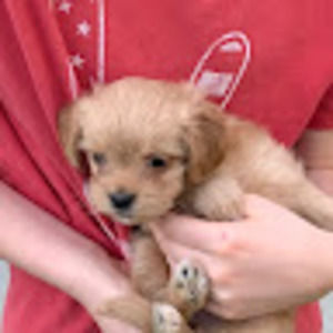 Meet your Posher, Shooper